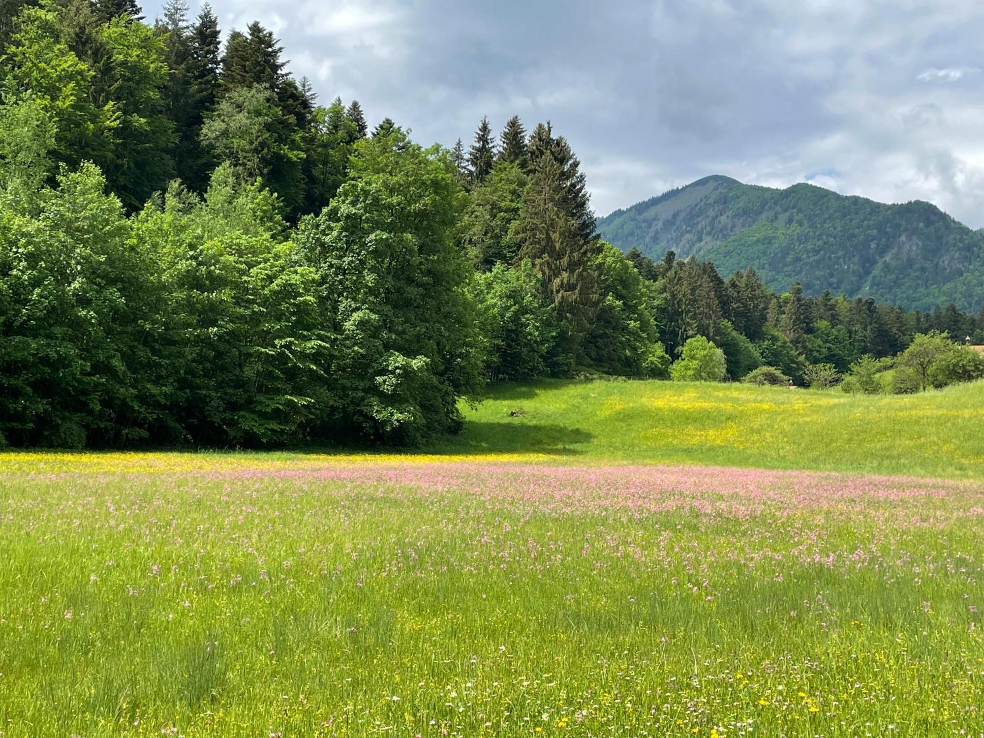 Laimgruber Hof - Naturresidenz Apartment